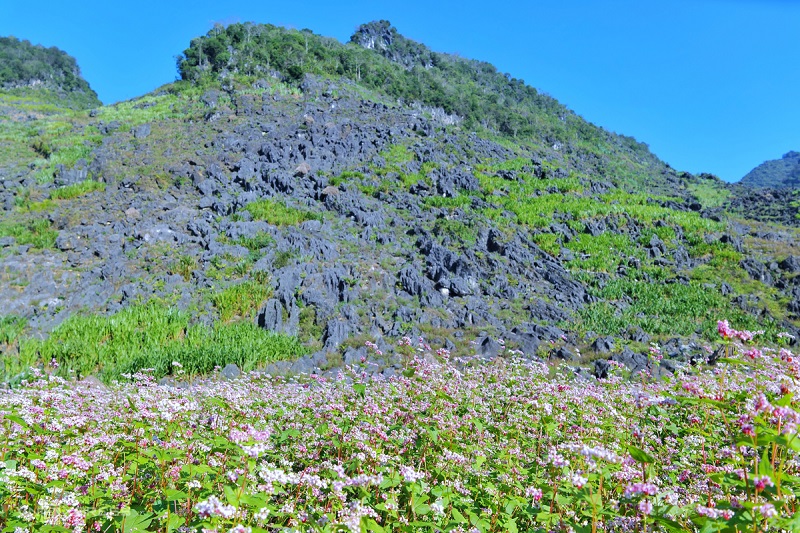 Tour Du Lịch Hà Nội Hà Giang Mùa Hoa Tam Giác Mạch 3 Ngày 2 Đêm 1 tourdulichhagiang3ngay2demmuahoatamgiacmach1