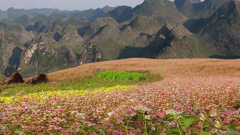 Tour Du Lịch Hà Nội Hà Giang Mùa Hoa Tam Giác Mạch 3 Ngày 2 Đêm 2 tourdulichhagiang3ngay2demmuahoatamgiacmach2
