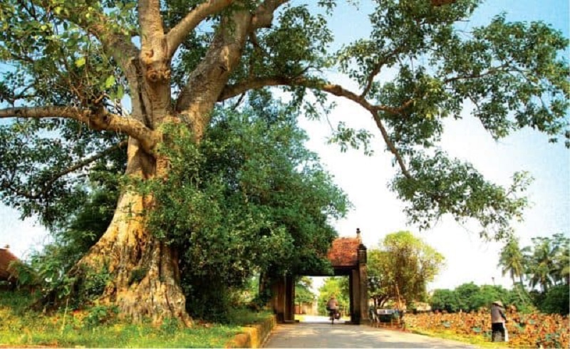Tour Đường Lâm - Chùa Mía - Thành Cổ Sơn Tây - Chùa Khai Nguyên 1 Ngày 1 tourduonglamchuamiachuakhainguyen1ngay