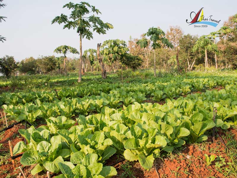 The village has also become the largest vegetable garden The village has also become the largest vegetable garden