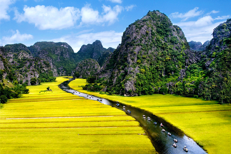 Tam Coc tourism in the ripe rice season 60 tamcoctourismintheripericeseason