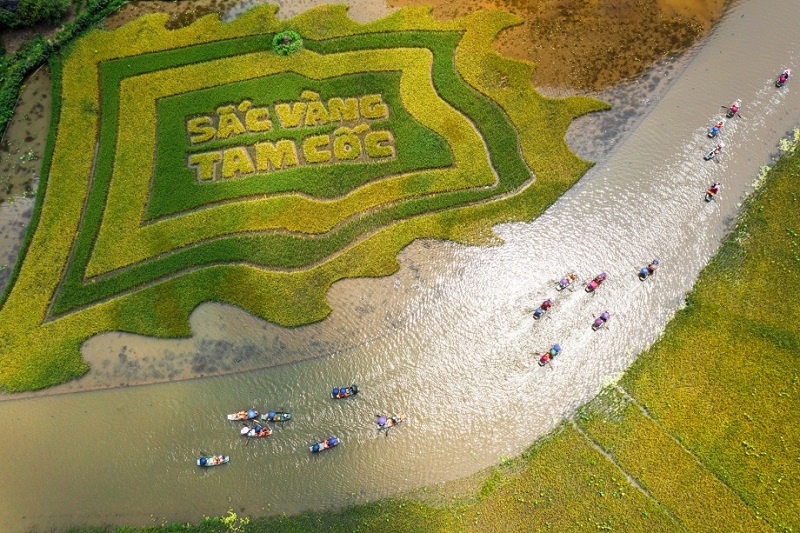 Tam Coc tourism in the ripe rice season 9 tamcoctourismintheripericeseason2