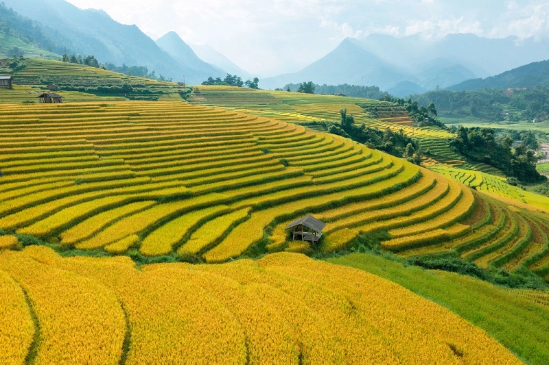 Du lịch Sapa mùa lúa chín 11 dulichsapamualuachin3