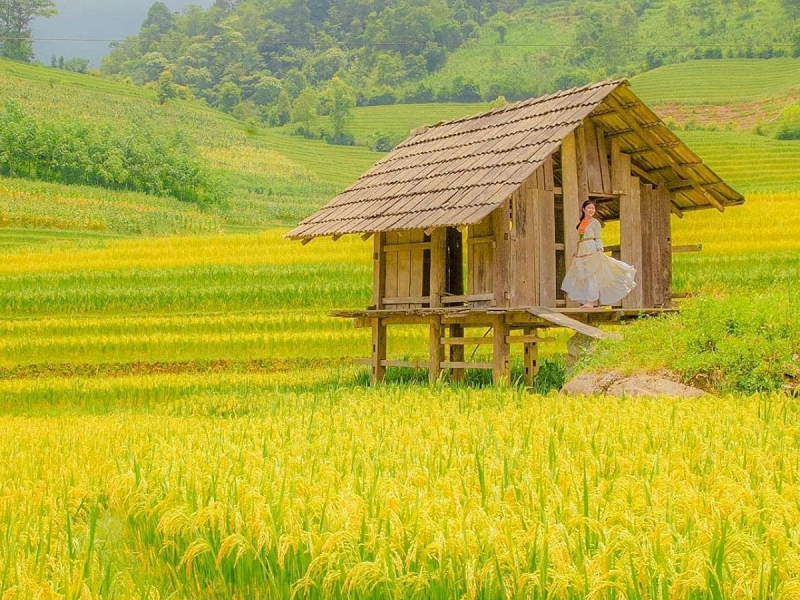 Travel to Sapa in the ripe rice season 9 traveltosapaintheripericeseason1