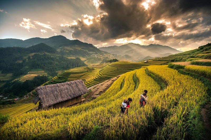 Travel to Sapa in the ripe rice season 12 traveltosapaintheripericeseason4