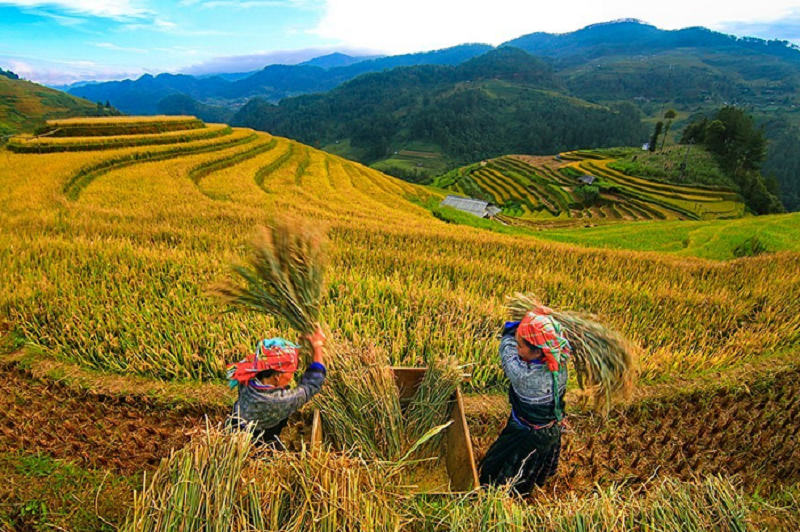 Bản Lao Chải - Tả Van Sapa 16 banlaochaitavansapa5