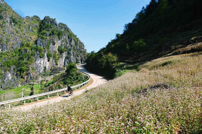 Du lịch Hà Giang mùa hoa tam giác mạch 20 dulichhagiangmuahoatamgiacmach24