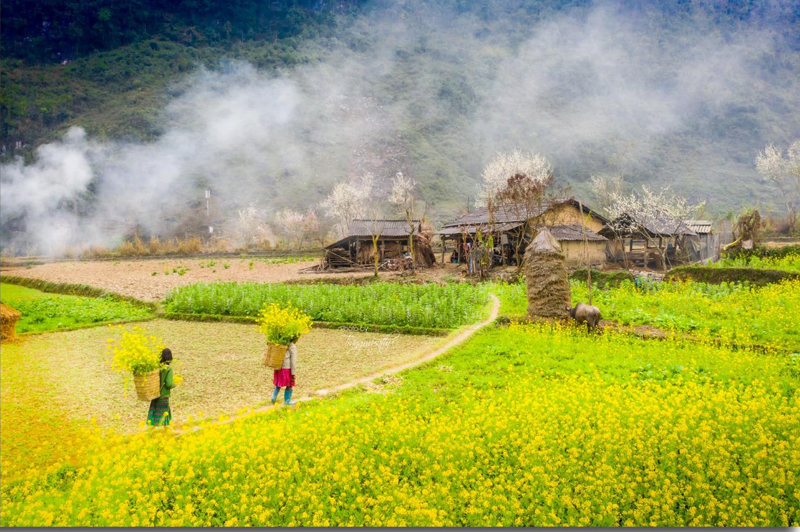 Du lịch Mùa hoa cải Hà Giang 6 dulichmuahoacaihagiang