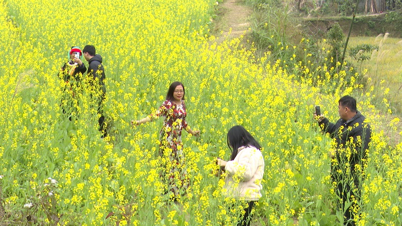 Du lịch Mùa hoa cải Hà Giang 9 dulichmuahoacaihagiang3