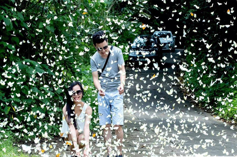 Mùa bướm Cát Tiên 5 muabuongcattien