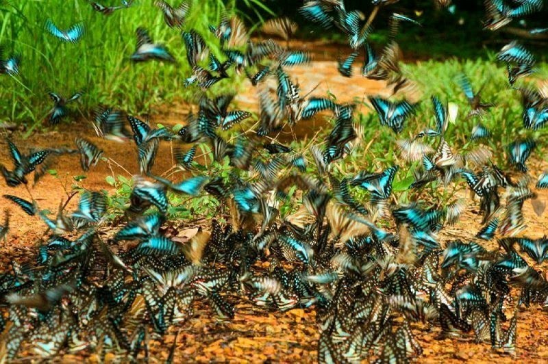 Mùa bướm Cát Tiên 7 muabuongcattien3