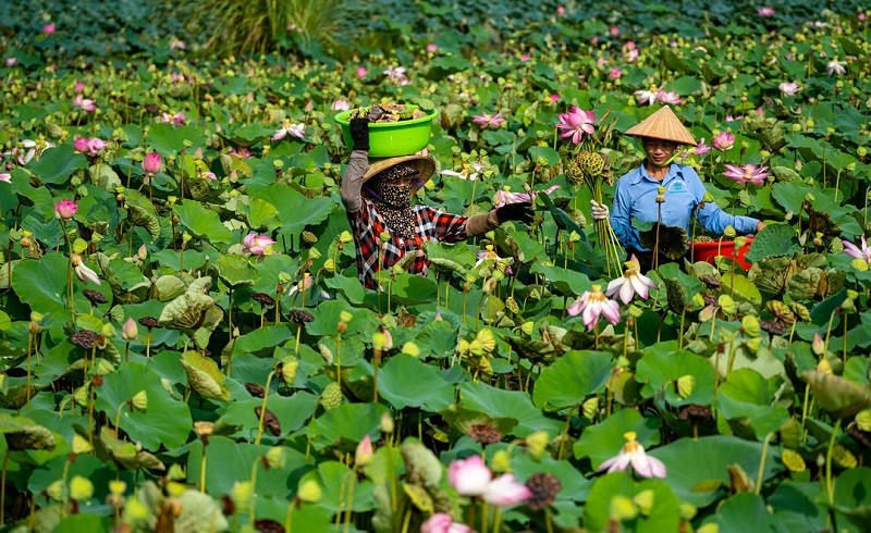 Mùa sen Hang Múa Ninh Binh 12 muasenhangmuaninhbinh2