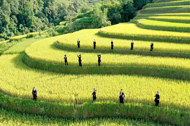 Ruộng bậc thang Hoàng Su Phì mùa nào đẹp nhất 8 ruongbacthanghoangsuhimuanaodepnhat