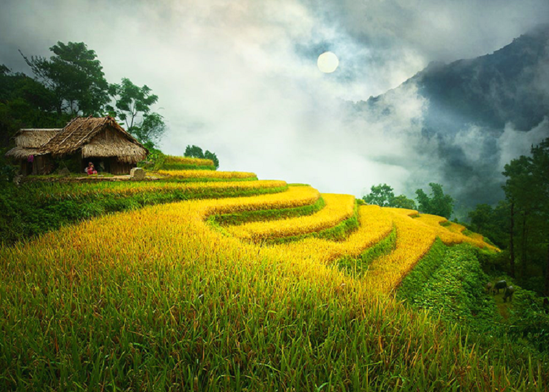 Ruộng bậc thang Hoàng Su Phì mùa nào đẹp nhất 11 ruongbacthanghoangsuhimuanaodepnhat3