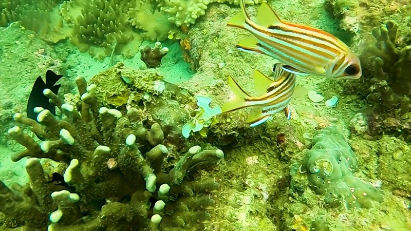 Scuba diving to see corals in Cu Lao Cham 16 scubadivingtoseecoralsinculaocham1