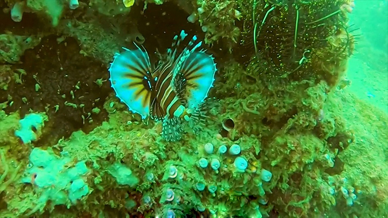 Scuba diving to see corals in Cu Lao Cham 17 scubadivingtoseecoralsinculaocham2