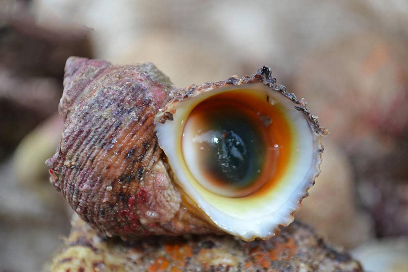 Scuba diving to see corals in Cu Lao Cham 24 scubadivingtoseecoralsinculaocham25