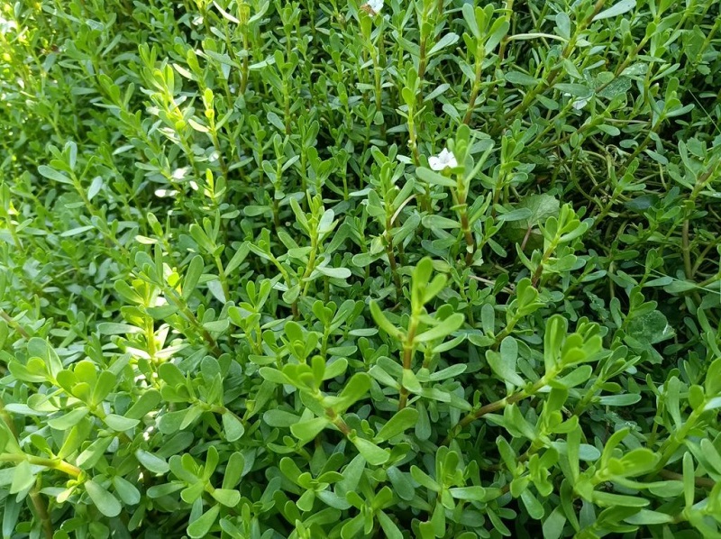 Scuba diving to see corals in Cu Lao Cham 26 scubadivingtoseecoralsinculaocham27