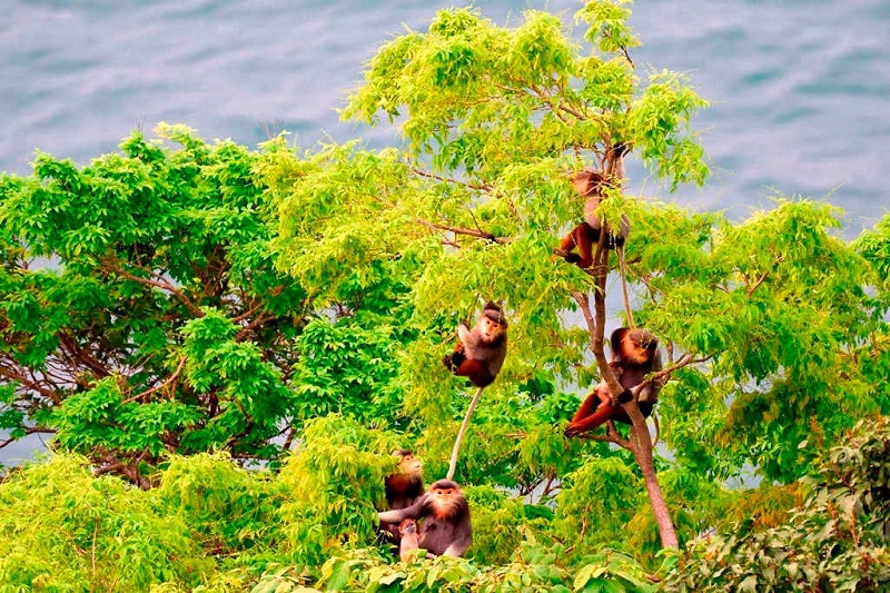 What is the best season to visit Son Tra Peninsula Da Nang 9 sontrapeninsuladanang1 1