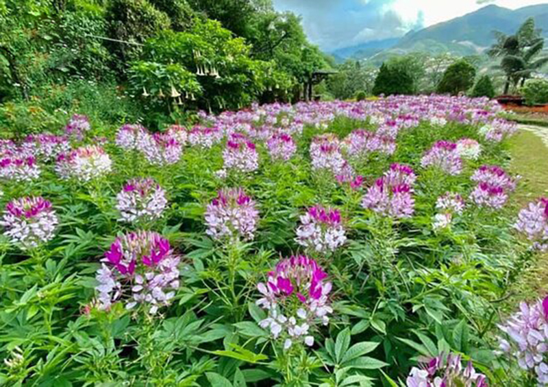 Tham quan Núi Hàm Rồng Sapa 18 thamquannuihamrongsapa25