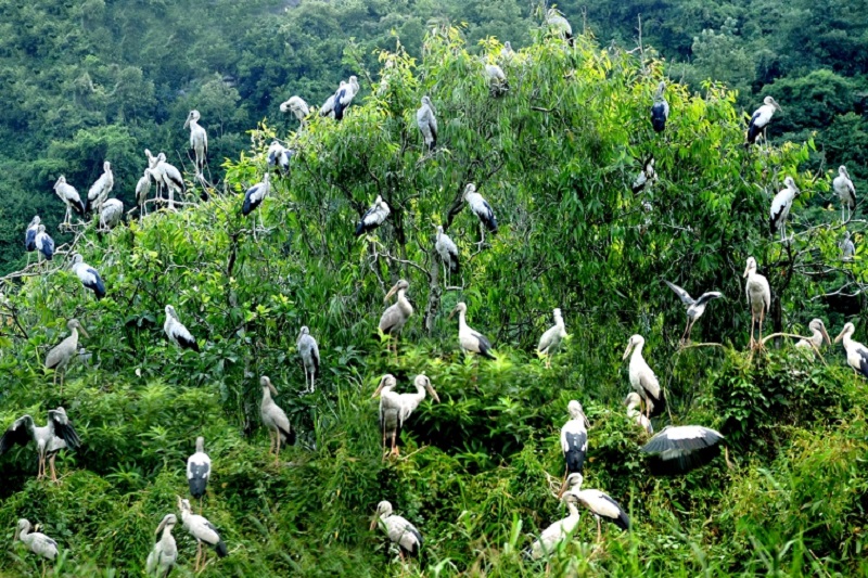 Thung Nham Bird Garden Ecotourism Area 13 thungnhambirdgardenecotourismarea2