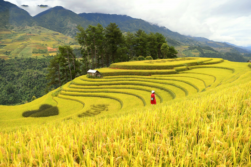 Top 4 điểm ngắm mùa lúa chín tuyệt đẹp 10 top4diemngammualuachintuyetdep