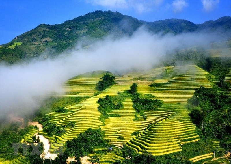 Top 4 điểm ngắm mùa lúa chín tuyệt đẹp 11 top4diemngammualuachintuyetdep1
