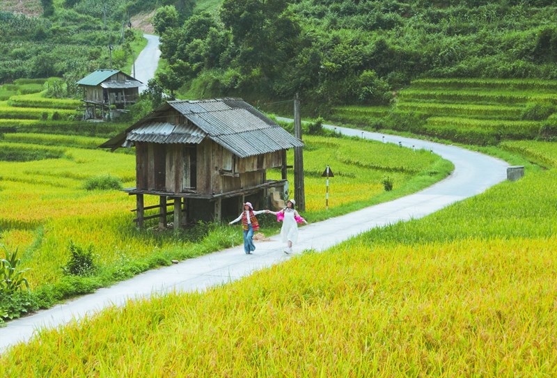 Top 4 điểm ngắm mùa lúa chín tuyệt đẹp 12 top4diemngammualuachintuyetdep2