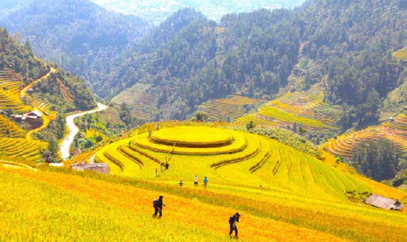 Top 4 điểm ngắm mùa lúa chín tuyệt đẹp 13 top4diemngammualuachintuyetdep3