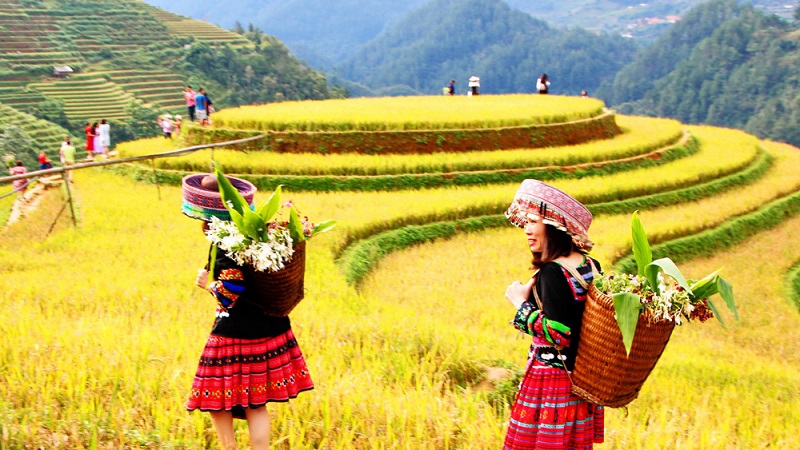 Top 4 điểm ngắm mùa lúa chín tuyệt đẹp 14 top4diemngammualuachintuyetdep4