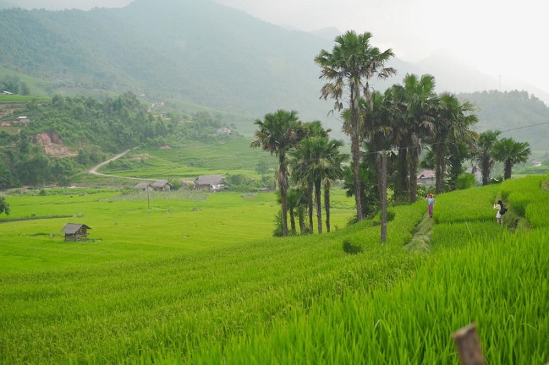 What is beautiful about traveling to Sapa in July 14 whatisbeautifulabouttravelingtosapainjuly1