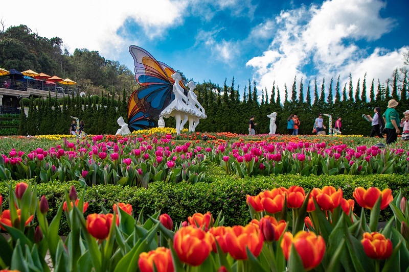 Ba Na Tulip Festival 16 banatulipfestival1