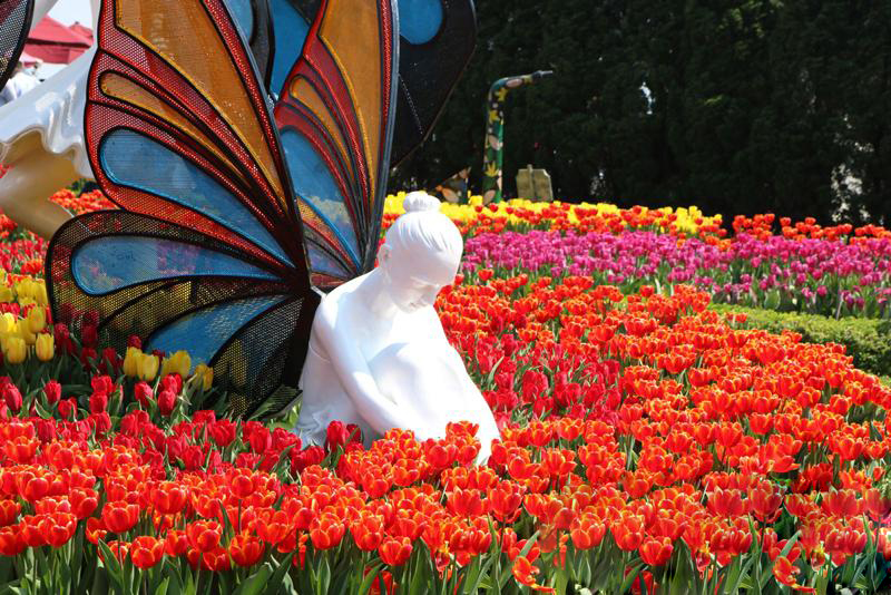Ba Na Tulip Festival 17 banatulipfestival2