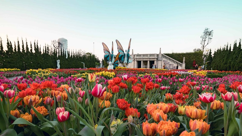 Ba Na Tulip Festival 19 banatulipfestival4