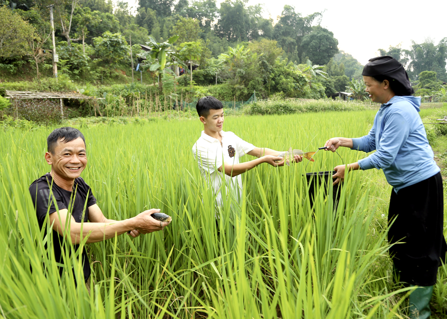 Vẻ đẹp ruộng bậc thang Hoàng Su Phì mùa lúa xanh 14 cachephoangsuphi