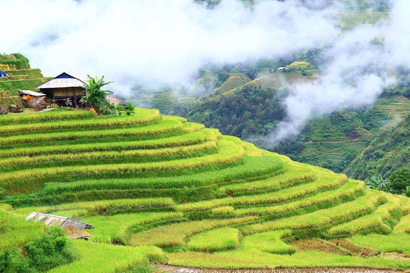 Đi du lịch Mộc Châu mùa lúa chín vào tháng mấy 8 didulichmocchaumualuachinvaothangmay