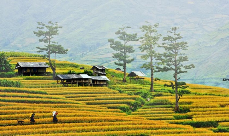 Đi du lịch Mộc Châu mùa lúa chín vào tháng mấy 13 didulichmocchaumualuachinvaothangmay2