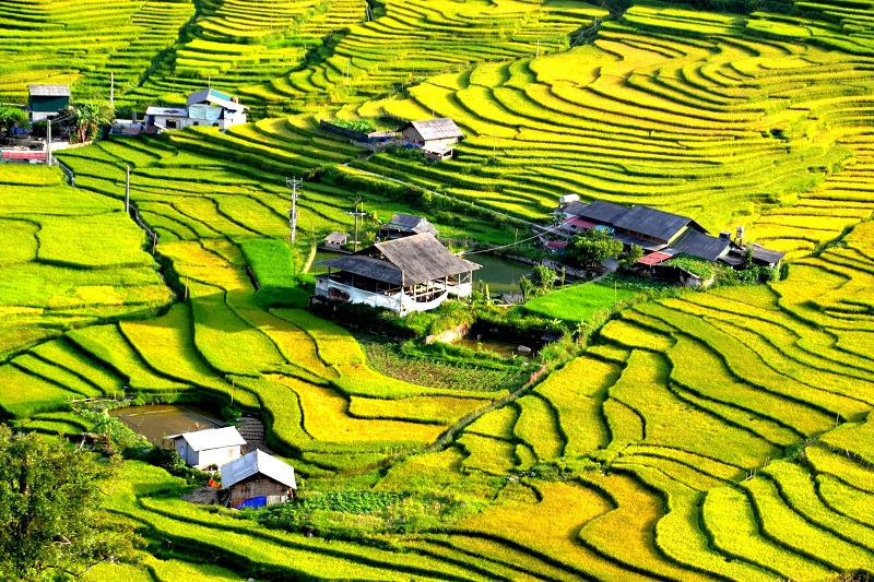 Đi du lịch Mộc Châu mùa lúa chín vào tháng mấy 11 didulichmocchaumualuachinvaothangmay3