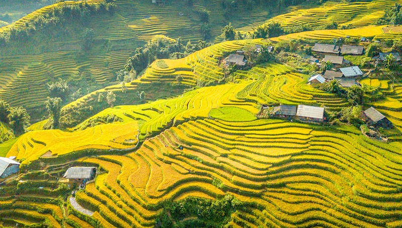 Đi du lịch Mộc Châu mùa lúa chín vào tháng mấy 12 didulichmocchaumualuachinvaothangmay5