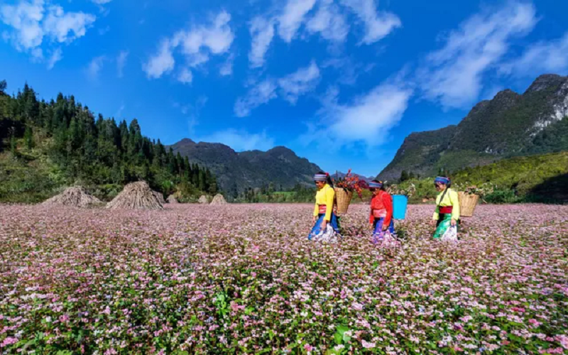 Tour Du Lịch Hải Phòng Hà Giang 3 Ngày 2 Đêm 2 dulichhaiphong hagiang3ngay2dem
