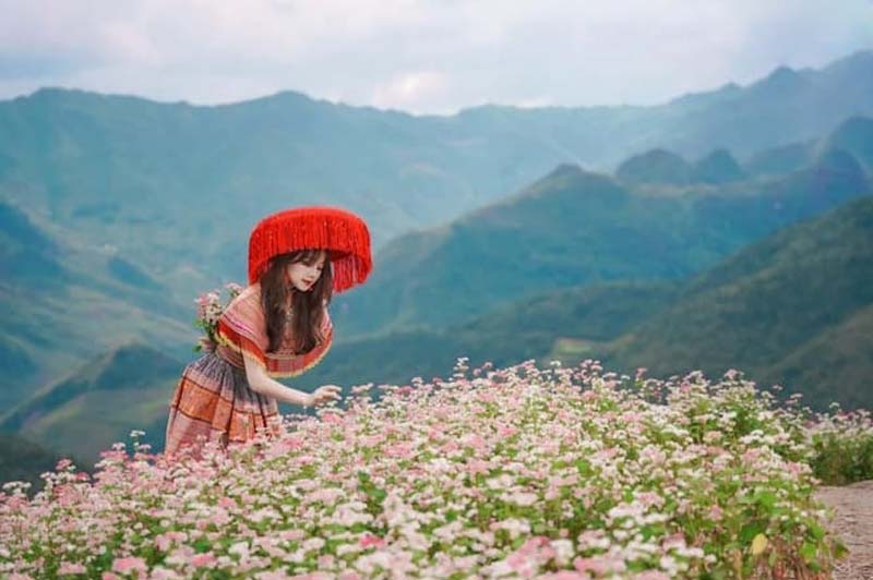 Ha Giang tour Buckwheat Flower Season 3 Days 2 Nights 4 hagiangtourbuckwheatflowerseason3days2nights
