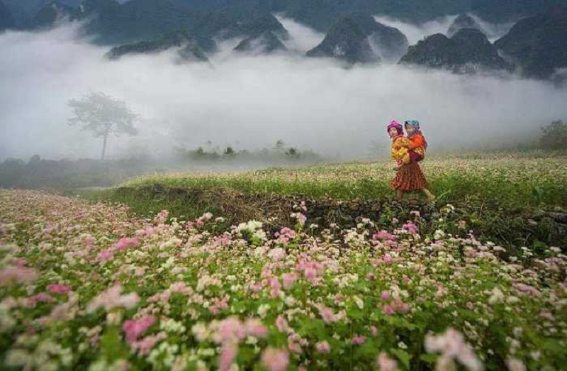 hagiangtourbuckwheatflowerseason3days2nights1