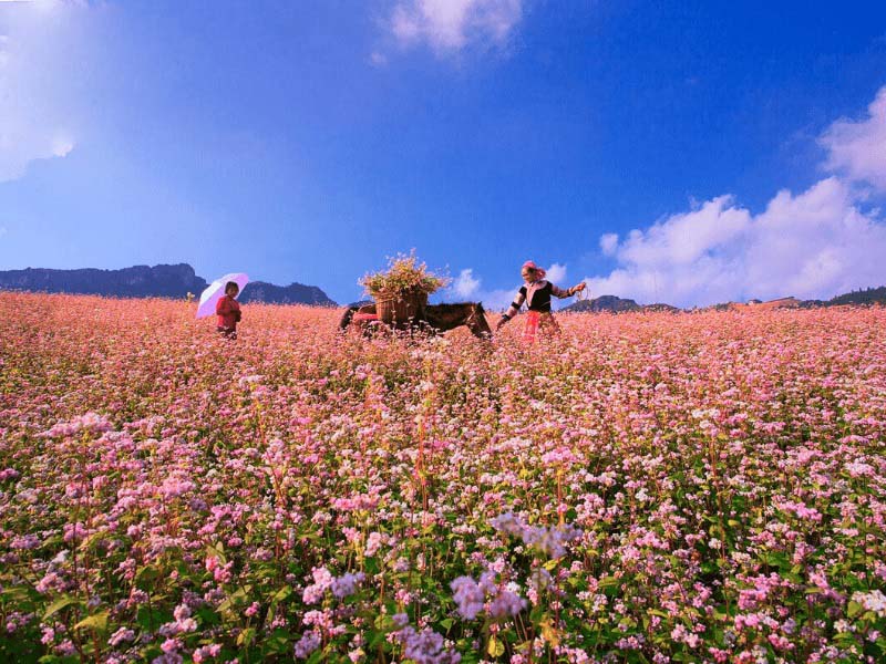 hagiangtourbuckwheatflowerseason3days2nights2