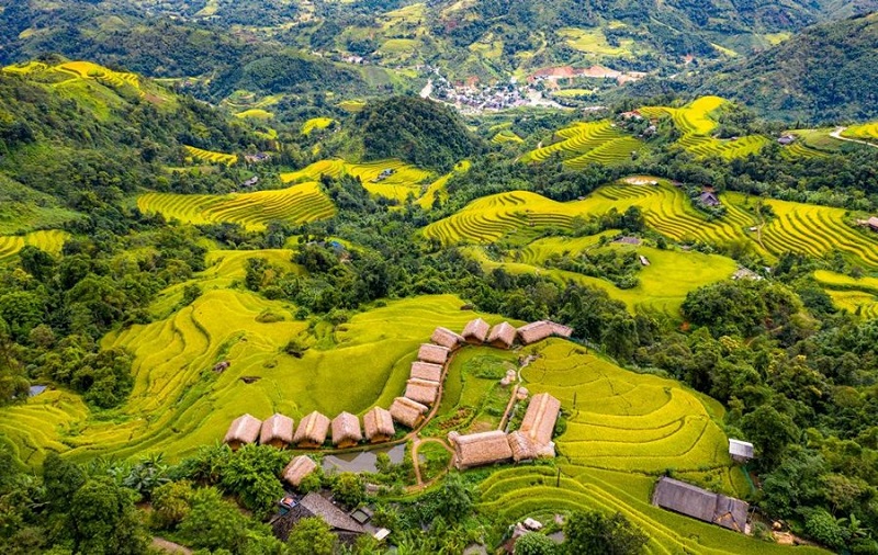 Hoang Su Phi Ripe Rice Season Tour 3 Days 2 Nights 2 hoangsuphitour3days2nightsyellowricepaddyfield1