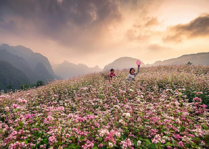 Mùa hoa tam giác mạch Hà Giang tháng mấy đẹp nhất 14 muahoatamgiacmachhagiangthangmay