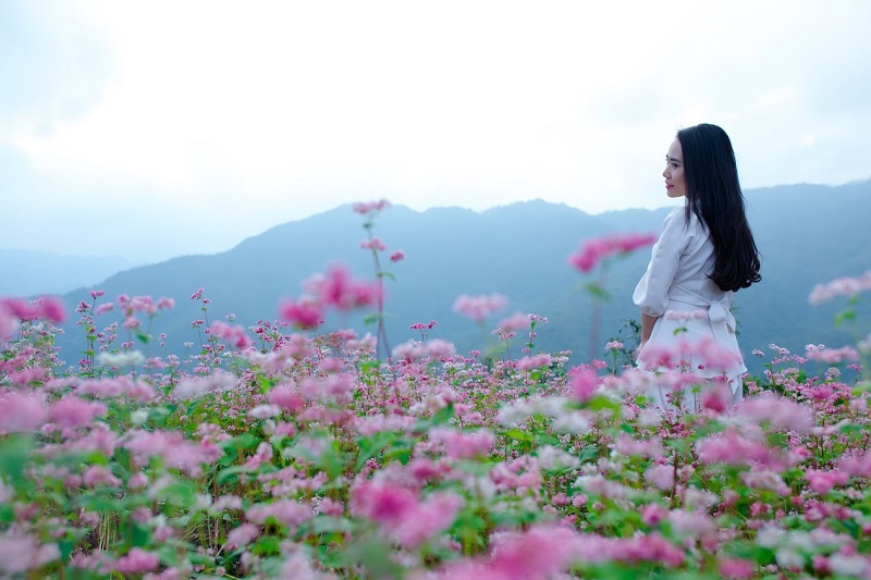 Mùa hoa tam giác mạch Hà Giang tháng mấy đẹp nhất 15 muahoatamgiacmachhagiangthangmay1 1