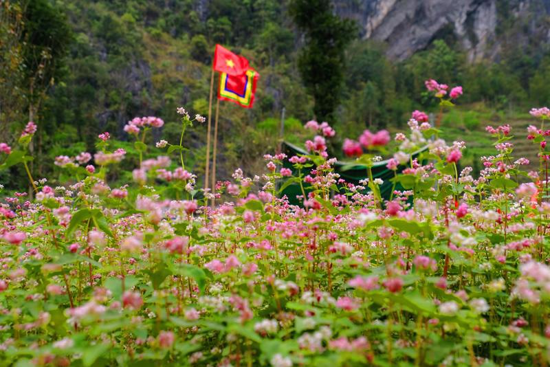 Mùa hoa tam giác mạch Hà Giang tháng mấy 7 muahoatamgiacmachhagiangthangmay1