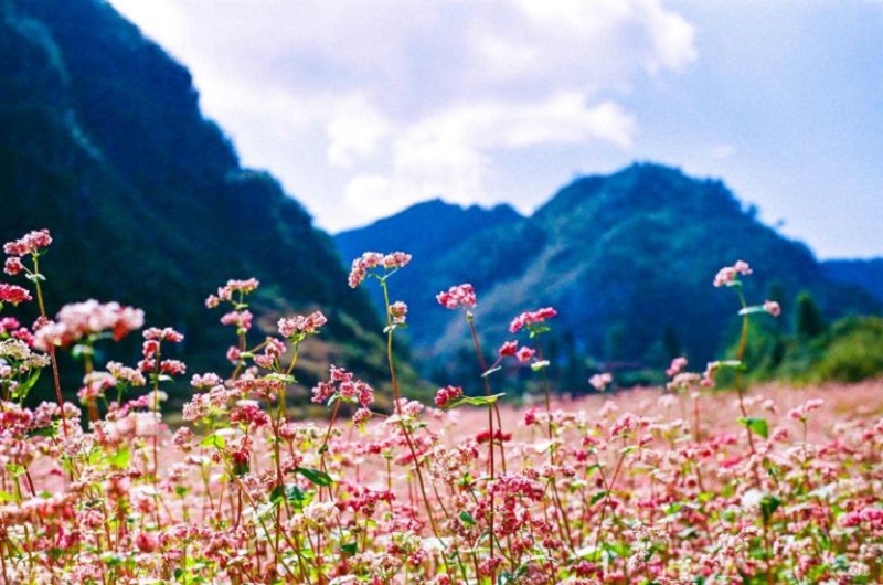 Mùa hoa tam giác mạch Hà Giang tháng mấy đẹp nhất 21 muahoatamgiacmachhagiangthangmay20
