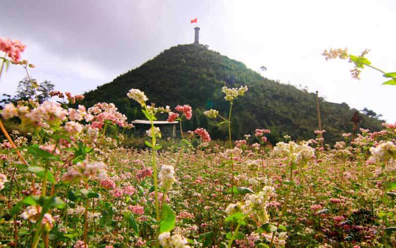 Mùa hoa tam giác mạch Hà Giang tháng mấy đẹp nhất 23 muahoatamgiacmachhagiangthangmay22