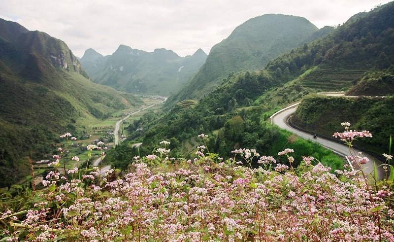 Mùa hoa tam giác mạch Hà Giang tháng mấy đẹp nhất 24 muahoatamgiacmachhagiangthangmay23